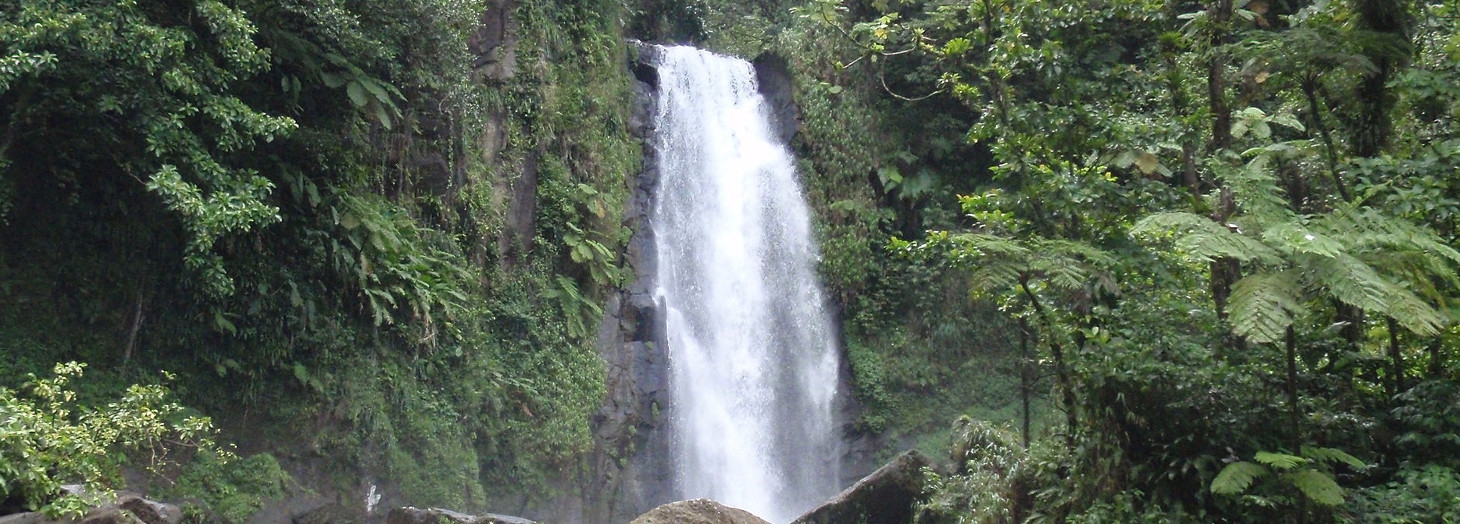 Dominique