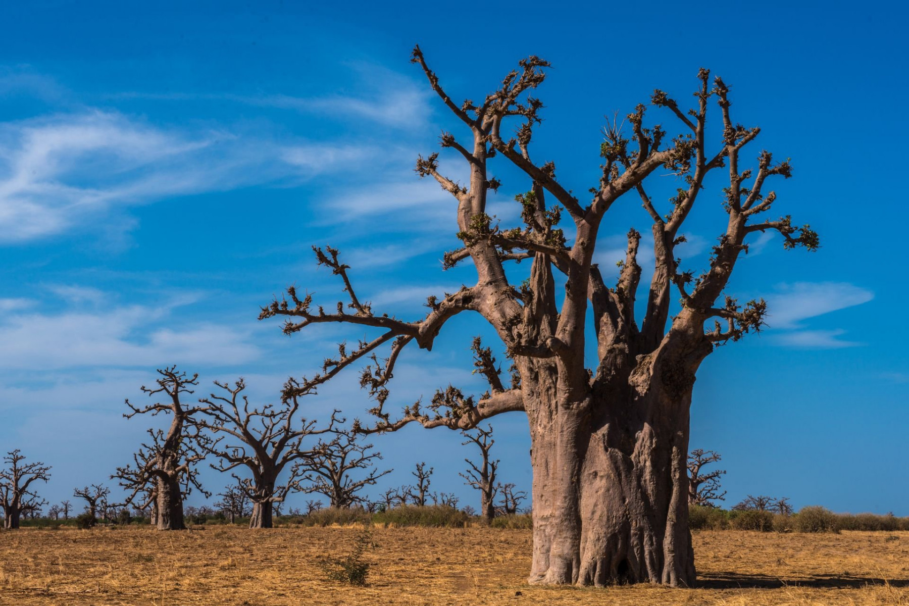  REGARD SUR LE SENEGAL AUTHENTIQUE 2026