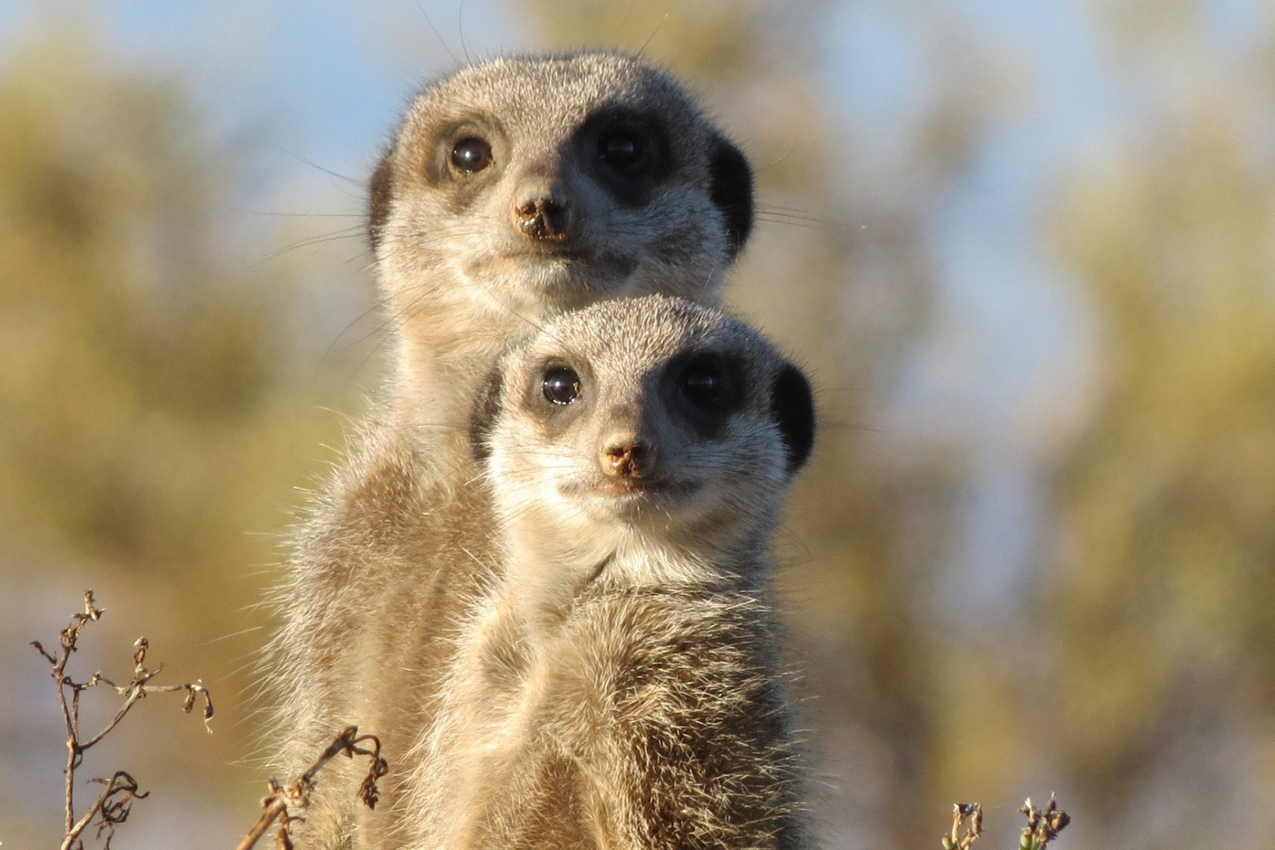 SPLENDEURS DU PARC KRUGER & EXTENSION CHUTES VICTORIA 