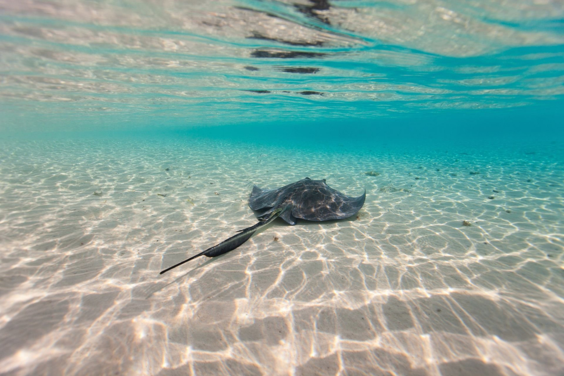 CELEBRITY REFLECTION - 2026