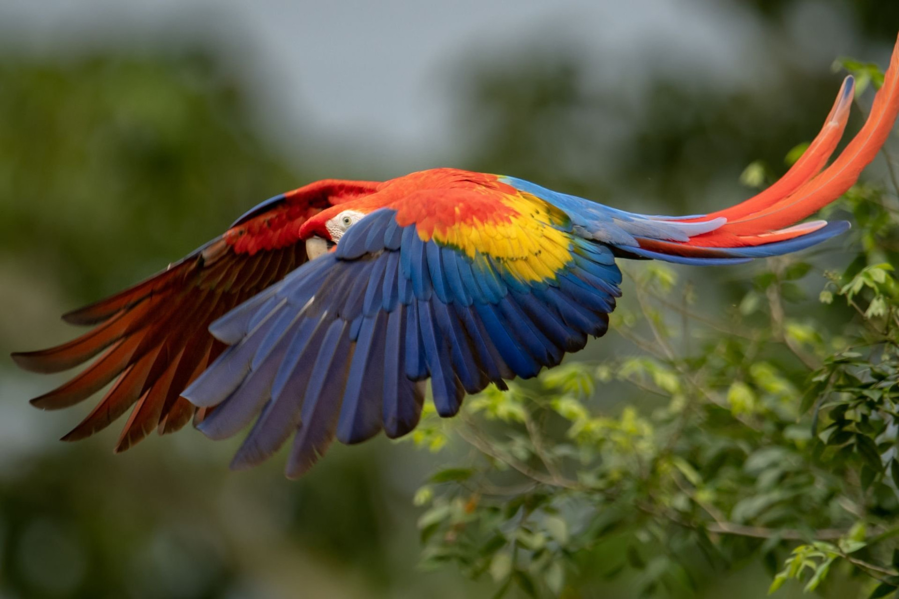 ENTRE VOLCAN ET PLAGES - COSTA RICA  2027