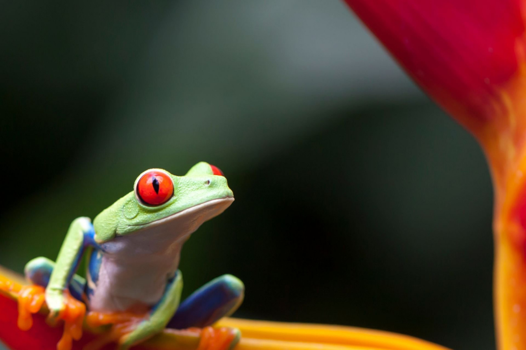 CIRCUIT COSTA RICA - 2026