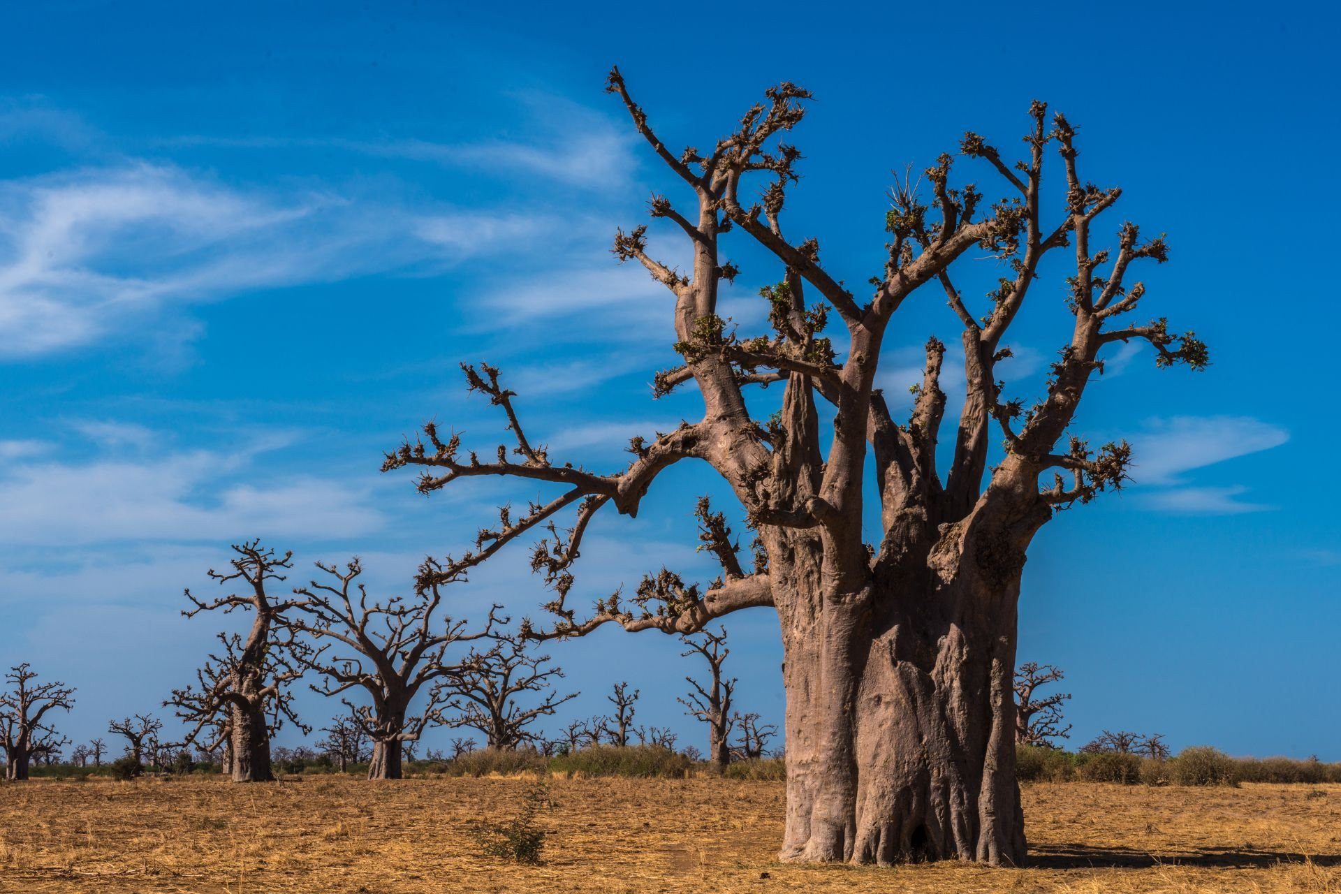  REGARD SUR LE SENEGAL AUTHENTIQUE - 2026