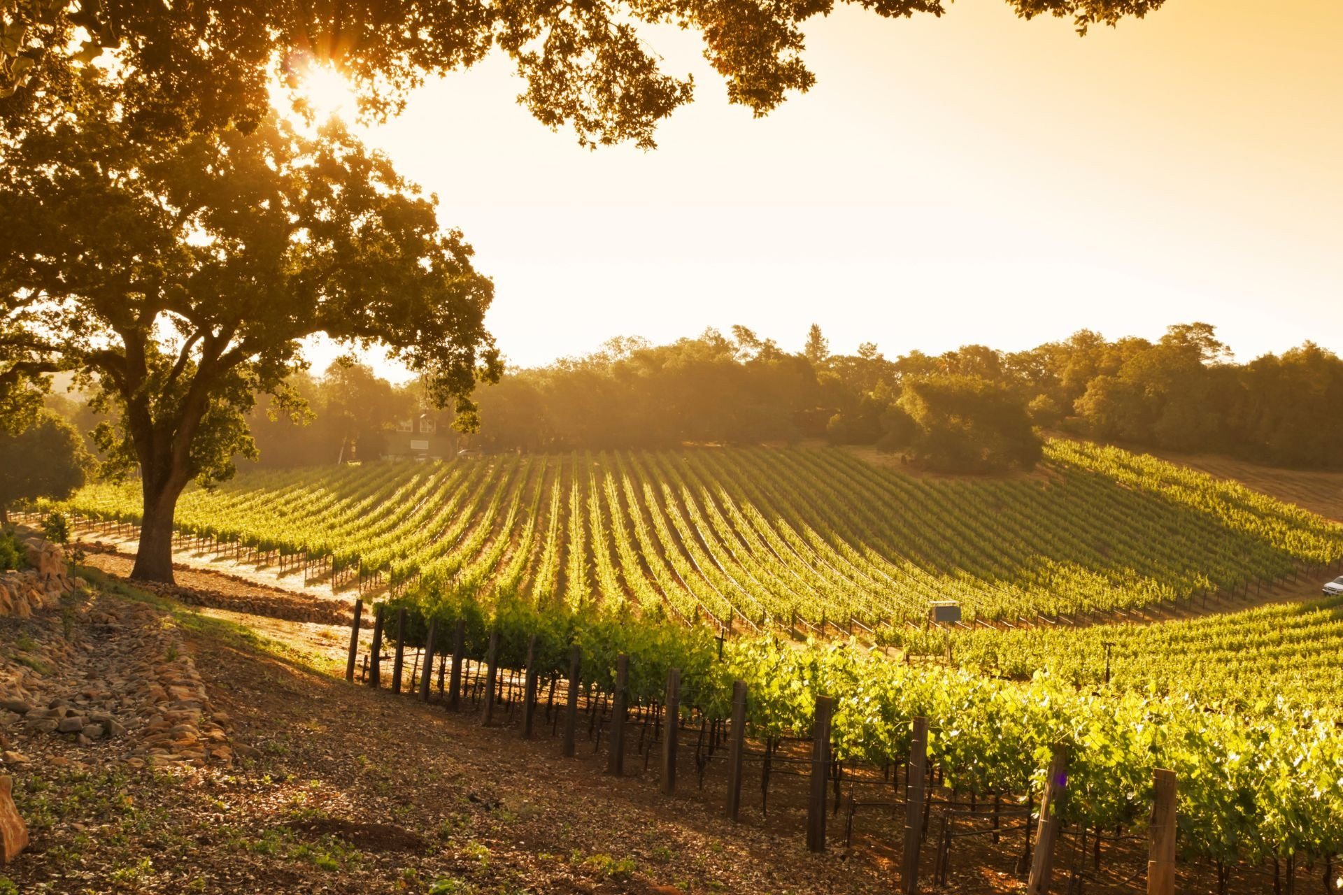 Bordeaux : La route des vins