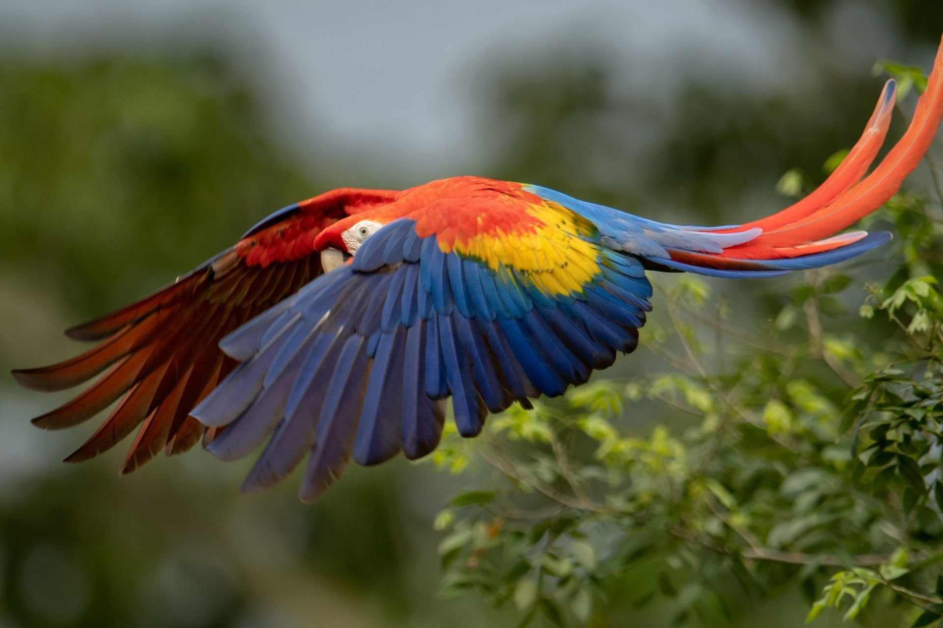 IMMERSION AU COSTA RICA - 2026