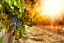 Bordeaux : La route des vins