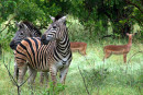 SPLENDEURS DU PARC KRUGER & EXTENSION CHUTES VICTORIA 