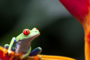 ENTRE VOLCAN ET PLAGES - COSTA RICA  2027